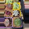 plant/Mystery imported succulents 1 pc-5-thumbnail