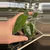 plant/Alocasia frydek cultivar “white vein” starter plant growers choice-2-thumbnail