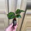 plant/Calathea Fasciata “Rotundiflora” starter plant growers choice-1-thumbnail