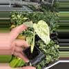 plant/Monstera white monster starter plant growers choice-2-thumbnail