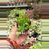 plant/Parvati Fern 2” pot growers choice-0-thumbnail