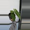 plant/Anthurium papillilaminum (Ree Gardens x Old Lineage)-1-thumbnail