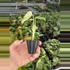 plant/Monstera white monster starter plant growers choice-7-thumbnail