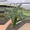plant/Alocasia purple cloak 4” pot growers choice-1-thumbnail