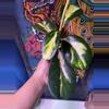 plant/Hoya Diversifolia ‘Maharani’-2-thumbnail