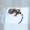 plant/T65 66% het axanthic npv sable yellow base-1-thumbnail