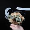 plant/Plarycerium Willinckii Fishbone Grow Choice-0-thumbnail