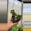 plant/183 Variegated Hoya Compacta-0-thumbnail