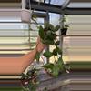 plant/180 Hoya Waymaniae-0-thumbnail