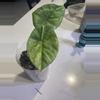 plant/Alocasia Sinuata Quilted Dreams Variegated-1-thumbnail