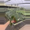 plant/Alocasia purple cloak 4” pot growers choice-4-thumbnail