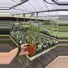 plant/Alocasia purple cloak 4” pot growers choice-6-thumbnail