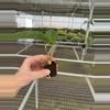 plant/Seed grown anthurium fort Sherman x Warocqueanum starter plant growers choice-7-thumbnail