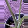 plant/Alocasia Regal Shields Albo – Rare Mother Plant | Purple, Pink Variegation-3-thumbnail