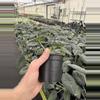 plant/Alocasia ninja tricolor 4” pot growers choice-6-thumbnail