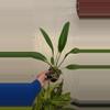 plant/Anthurium willdenowii-1-thumbnail