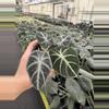 plant/Alocasia ninja tricolor 4” pot growers choice-2-thumbnail