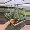 plant/Alocasia purple cloak 4” pot growers choice-5-thumbnail