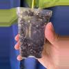 plant/Hoya Diversifolia ‘Maharani’-4-thumbnail