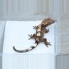 plant/T65 66% het axanthic npv sable yellow base-0-thumbnail