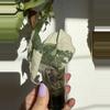 plant/Alocasia Melo Albo – Rare Camo Variegation | Collector’s Specimen-1-thumbnail