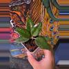 plant/Hoya MA07-0-thumbnail
