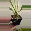 plant/Anthurium willdenowii-2-thumbnail
