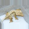 plant/T56 male Midas x Dm Emily tri color holdback-0-thumbnail