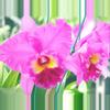 plant/Blc ronalds canyon koko head cattleya starter plant-0-thumbnail