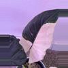 plant/Alocasia Regal Shields Albo – Rare Mother Plant | Purple, Pink Variegation-1-thumbnail