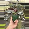plant/Alocasia nebula Elaine 4” pot growers choice-6-thumbnail