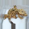 plant/T62 archer x C4 super Dalmatian female-1-thumbnail