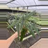 plant/Alocasia purple cloak 4” pot growers choice-2-thumbnail