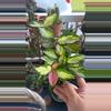 plant/Hoya Rubra-0-thumbnail
