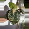 plant/Alocasia Pink Yucatan Princess – Rare Collector Plant | Vibrant Pink-1-thumbnail