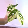 plant/Monstera Adansonii Albo – Rare Variegated Form-0-thumbnail