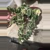 plant/Variegated Hoya Rope Hindu Rope albo-0-thumbnail