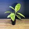 plant/Ficus Shivereana ‘Moonshine” 4” - grower’s choice-1-thumbnail