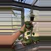 plant/99 Hoya Waymaniae-0-thumbnail
