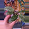 plant/Hoya Verticillata fka Wibergiae-1-thumbnail