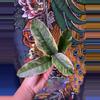 plant/Hoya Multiflora Variegated Cutting with Peduncles-0-thumbnail