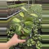 plant/Hoya obovata variegated 4” pot growers choice-2-thumbnail