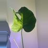 plant/Monstera light lime Cutting-1-thumbnail