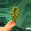 plant/Alocasia Dragonscale pup-0-thumbnail