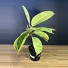 plant/Ficus Shivereana ‘Moonshine” 4” - grower’s choice-2-thumbnail