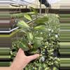 plant/Hoya obovata variegated 4” pot growers choice-4-thumbnail