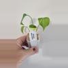 plant/Monstera Yellow Marilyn-0-thumbnail