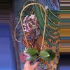 plant/Hoya LP013 (Waymaniae x Erythrina)-6-thumbnail