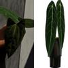 plant/Seed grown anthurium fort Sherman x Warocqueanum starter plant growers choice-0-thumbnail