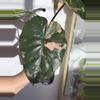 plant/Alocasia Pink Yucatan Princess – Rare Collector Plant | Vibrant Pink-2-thumbnail